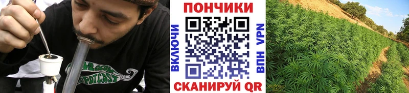 Конопля OG Kush  Магас 